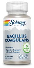Bacillus Coagulans 60 Capsules